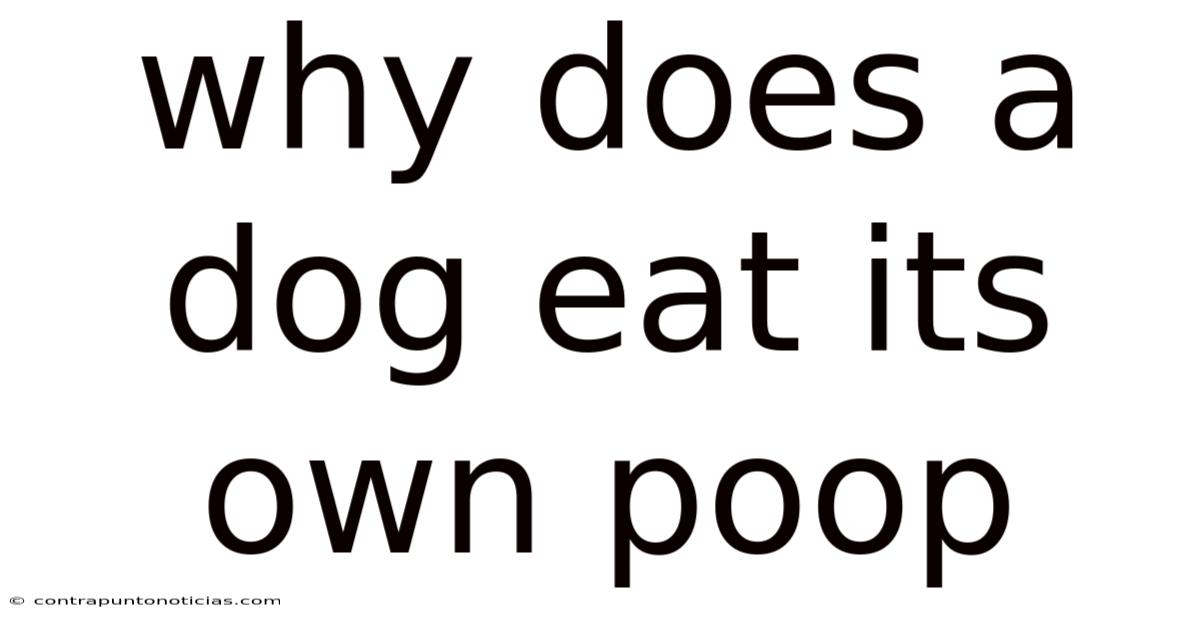 Why Does A Dog Eat Its Own Poop