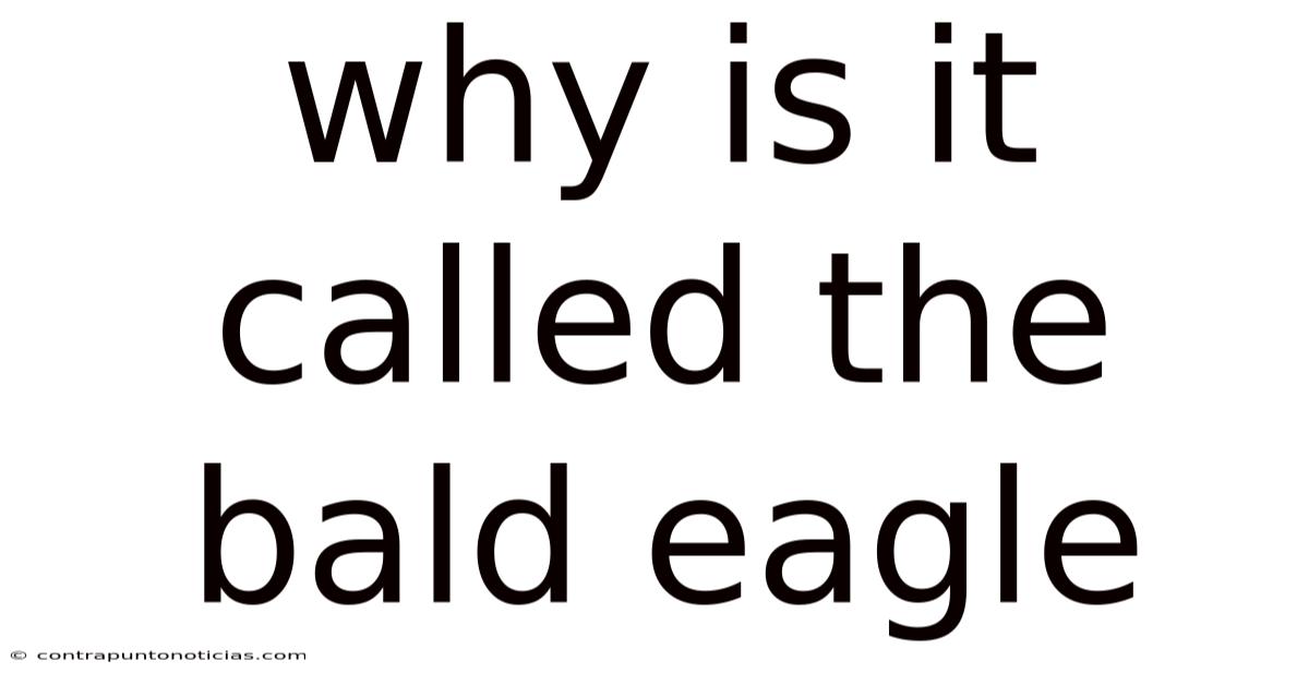 Why Is It Called The Bald Eagle